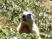 Murmeltier auf dem Berggeistweg