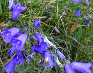 Die Blaue Glockenblumen ist häufig anzutreffen