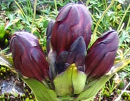 Purpurfarbener Enzian